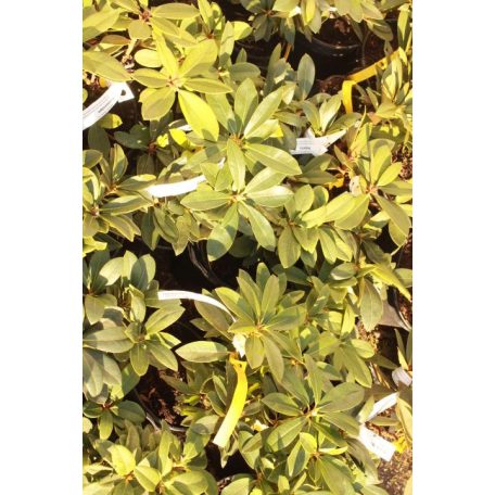 Örökzöld havasszépe Rhododendron Percy Wiseman