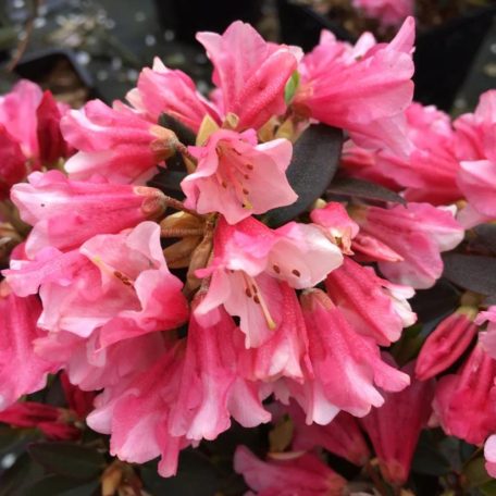 Örökzöld havasszépe Rhododendron törpe fajták K4