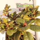 Örökzöld havasszépe Rhododendron törpe fajták K4