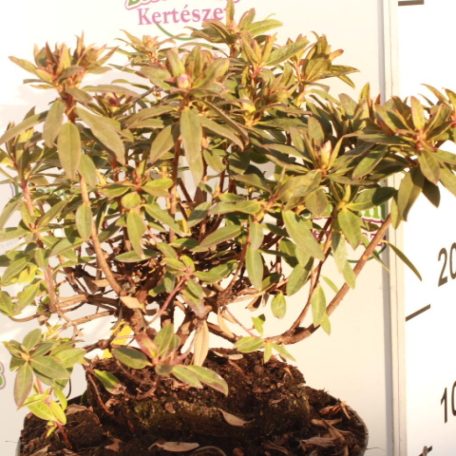 Örökzöld havasszépe Rhododendron törpe fajták K4