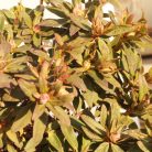 Örökzöld havasszépe Rhododendron törpe fajták K4