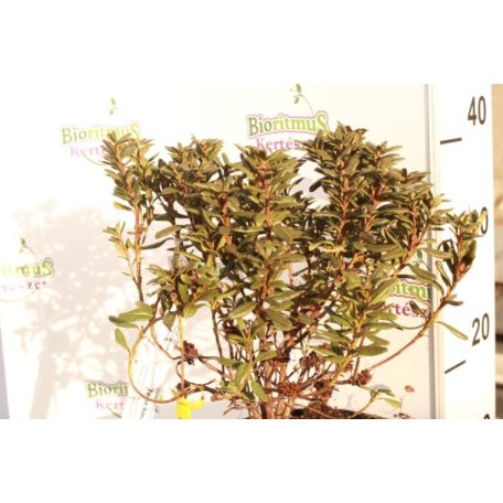 Örökzöld havasszépe Rhododendron törpe fajták K4