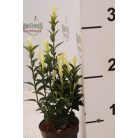 Fehértarka japán kecskerágó Euonymus jap. 'Paloma Blanca 15-20cm