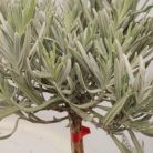 Levendula Lavandula angustifolia törzses