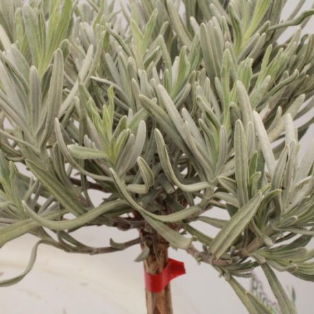 Levendula Lavandula angustifolia törzses