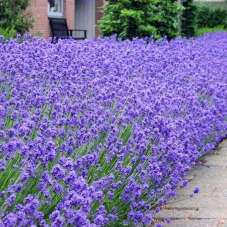 Lavandula ang. 'Munstead'