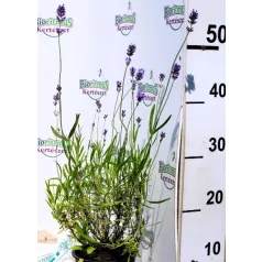   Levendula, Angol levendula (sötét liláskék) Lavandula ang. 'Munstead'