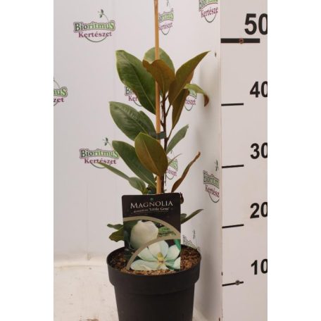 Örökzöld liliomfa törpe növésű Magnolia Grandiflora 'Little Gem' K2