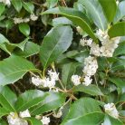 Illatcserje Osmanthus burkwoodii