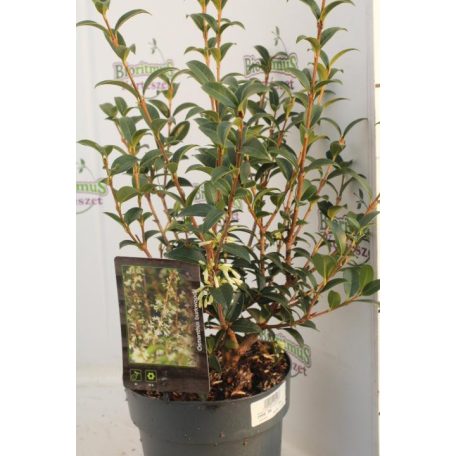 Illatcserje Osmanthus burkwoodii