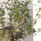 Illatcserje Osmanthus burkwoodii