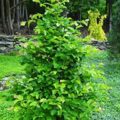 Perzsa varázsfa Parrotia persica