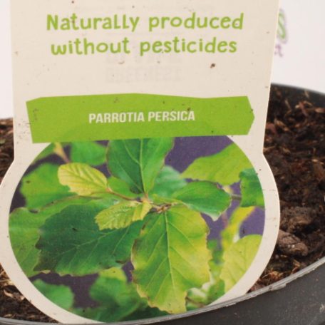 Perzsa varázsfa Parrotia persica