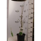 Perzsa varázsfa Parrotia persica