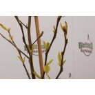 Perzsa varázsfa Parrotia persica