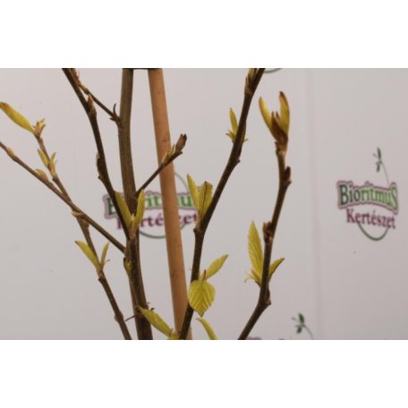 Perzsa varázsfa Parrotia persica