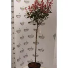 Törzses korallberkenye Photinia fras. 'Robusta Compacta'