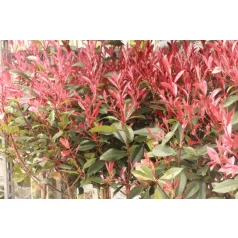   Törzses korallberkenye Photinia fras. 'Robusta Compacta'