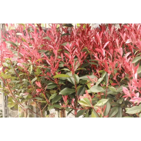 Törzses korallberkenye Photinia fras. 'Robusta Compacta'