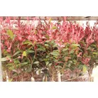 Törzses korallberkenye Photinia fras. 'Robusta Compacta'