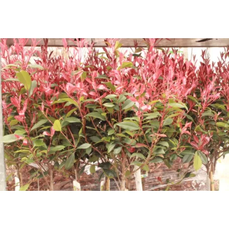 Törzses korallberkenye Photinia fras. 'Robusta Compacta'