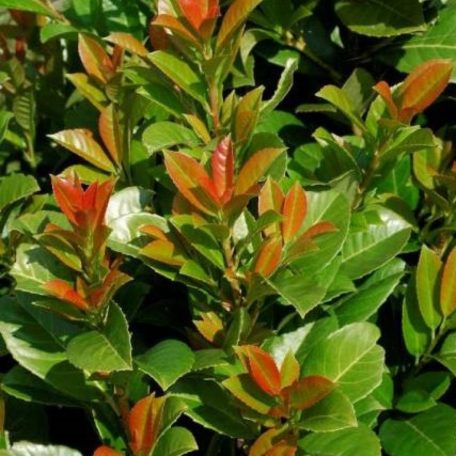 Babérmeggy Etna Prunus laurocerasus Etna