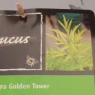 Arany levelű bodza Sambucus nigra 'Golden Tower'