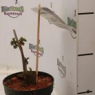 Arany levelű bodza Sambucus nigra 'Golden Tower'
