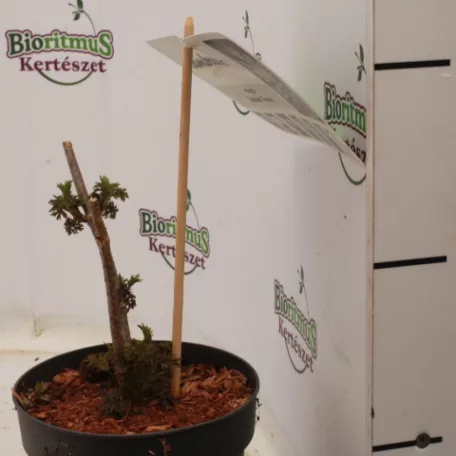 Arany levelű bodza Sambucus nigra 'Golden Tower'