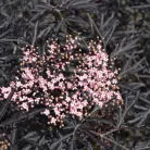 Bordó szeldelt levelű bodza Sambucus nigra 'Black Lace'