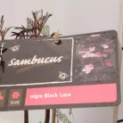 Bordó szeldelt levelű bodza Sambucus nigra 'Black Lace'