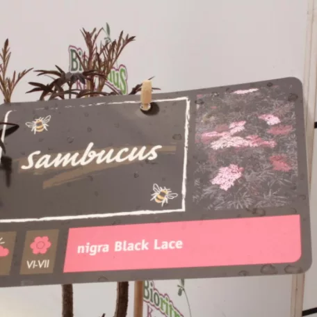 Bordó szeldelt levelű bodza Sambucus nigra 'Black Lace'