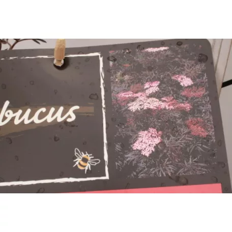 Bordó szeldelt levelű bodza Sambucus nigra 'Black Lace'