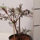 Bordó szeldelt levelű bodza Sambucus nigra 'Black Lace'