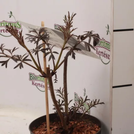 Bordó szeldelt levelű bodza Sambucus nigra 'Black Lace'