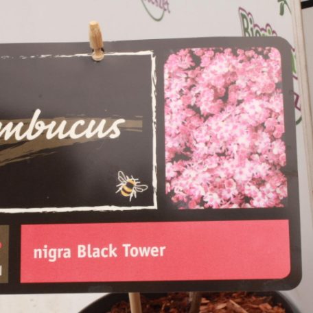 Oszlopos bordó levelű bodza Sambucus nigra 'Black Tower'