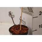 Oszlopos bordó levelű bodza Sambucus nigra 'Black Tower'