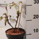 Lombszínváltó bodza Sambucus nigra 'Serenade'