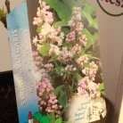 Fehér-rózsaszín virágú orgona Syringa vulg. 'Beauty of Moscow'