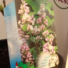  Fehér-rózsaszín virágú orgona Syringa vulg. 'Beauty of Moscow'