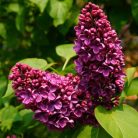 Sötét bíbor orgona Syringa vulg. 'Ludwig Spaeth