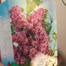 Sötét bíbor orgona Syringa vulg. 'Ludwig Spaeth