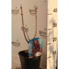 Liláskék illatos orgona Syringa vulg. 'Katherine Havemeyer'