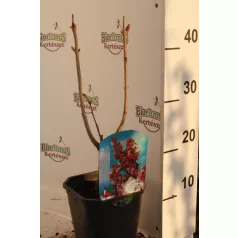   Liláskék illatos orgona Syringa vulg. 'Katherine Havemeyer'