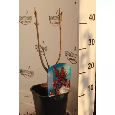 Liláskék illatos orgona Syringa vulg. 'Katherine Havemeyer'