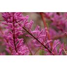 Kárminpiros virágú tamariska Tamarix ramosissima 'Rubra”