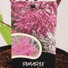 Kárminpiros virágú tamariska Tamarix ramosissima 'Rubra”