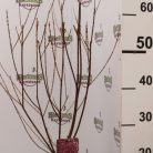 Kárminpiros virágú tamariska Tamarix ramosissima 'Rubra”