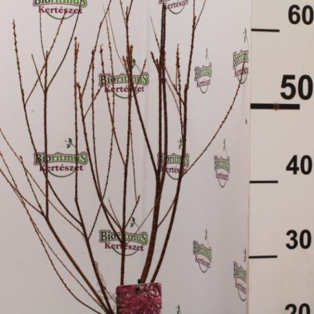 Kárminpiros virágú tamariska Tamarix ramosissima 'Rubra”