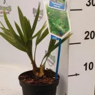 Kínai kenderpálma Trachycarpus fortunei